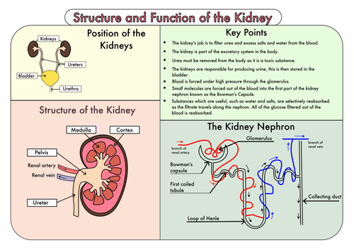 Colour Poster on the Structure and Function of the Kidney