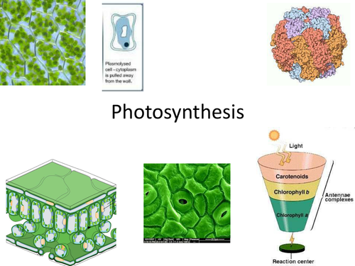 New OCR A Level Photosynthesis
