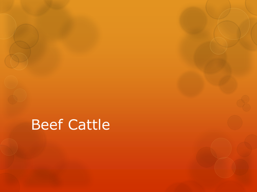 Agriculture: Beef Cattle PowerPoint presentation