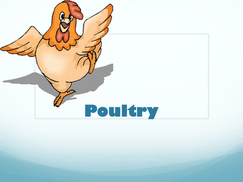 Agriculture: Poultry (Chickens) PowerPoint Presentations - Meat and Eggs |  Teaching Resources