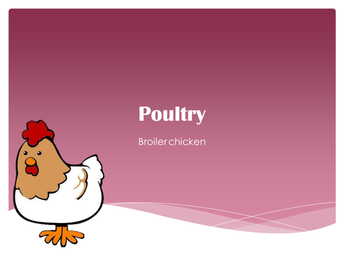 Agriculture: Poultry / Broiler (Meat) Chicken Presentation