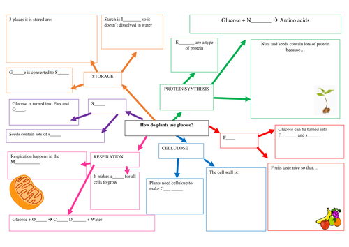 SEN Photosynthesis resource pack