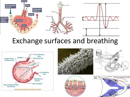OCR New AS level - Exchange surfaces and breathing