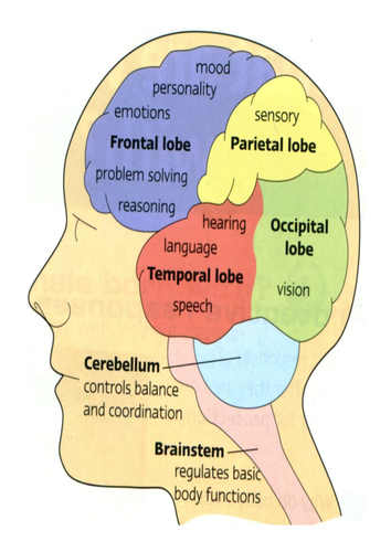 The Structure of the Brain (Part 1 of 2 Edexcel Biology 9-1)