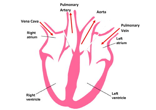 Structure of the Heart
