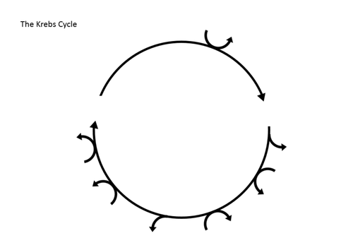 Krebs Cycle puzzle