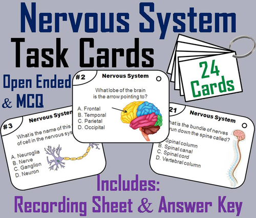 Nervous System Task Cards