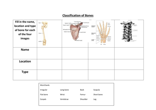 GCSE PE: Classification of Bones Worksheet