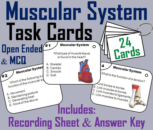 Muscles and Muscular System Task Cards