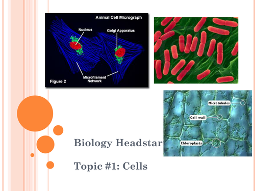 Cell Structure and Function PowerPoint