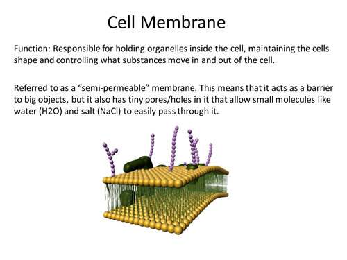 Diffusion, Osmosis and Active Transport Presentation