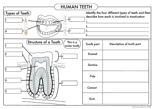 GCSE Human Teeth Worksheet by beckystoke - Teaching Resources - Tes