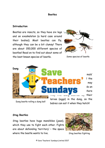 Beetles Non-fiction Text Comprehension / Guided reading (4 levels difficulty)