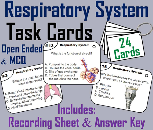 Respiratory System Task Cards