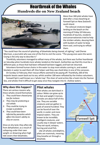 Reading comprehension - Mass whale stranding in New Zealand, Feb 2017