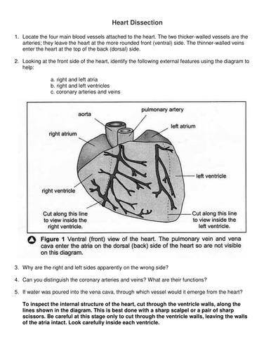 Heart Dissection Worksheet