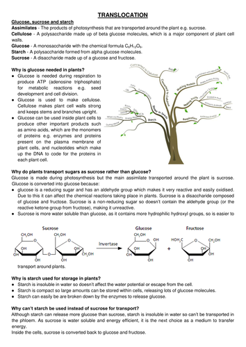 A-level notes:Translocation