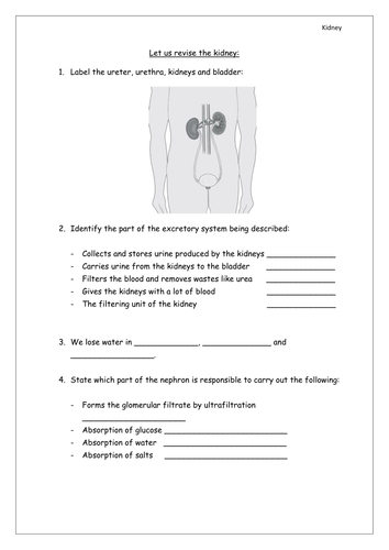 The Kindey and Nephron (GCSE) | Teaching Resources