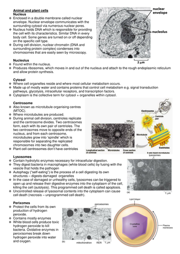A-level notes: Animal and plant cells