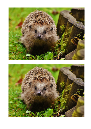Hedgehog Picture Pack