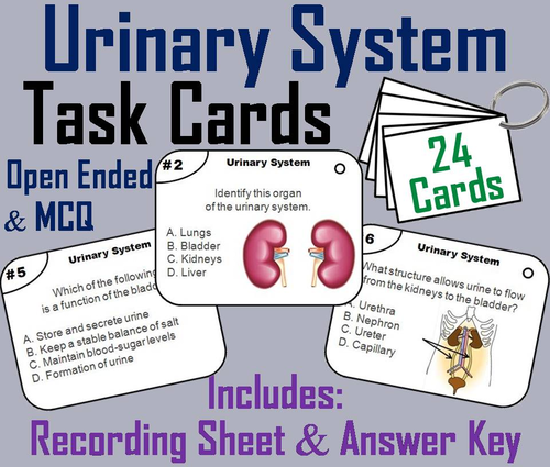 Urinary System Task Cards