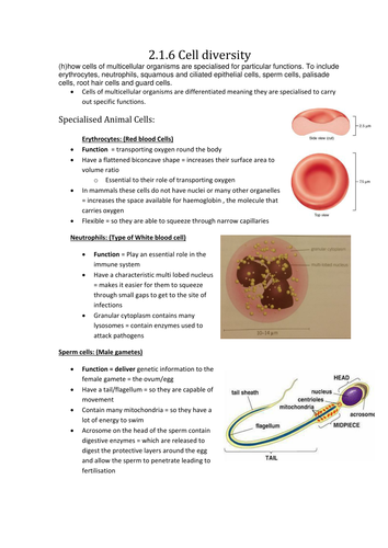 Cell Specialisation