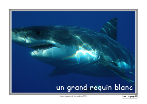 French endangered species flashcards