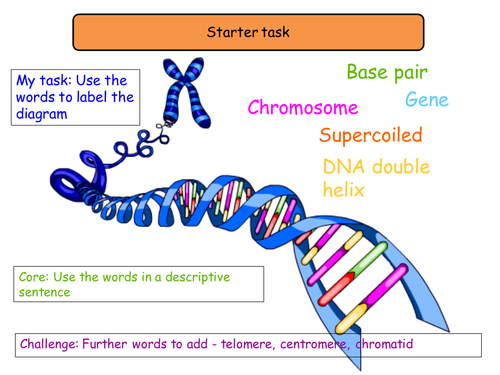 8.1 Genes and the genetic code NEW Year 12 Biology specification