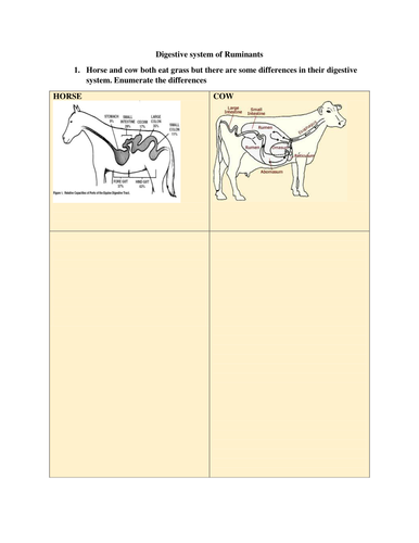 Ruminant Digestion