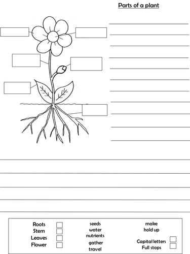 KS1- Differentiated parts of a plant worksheets | Teaching Resources