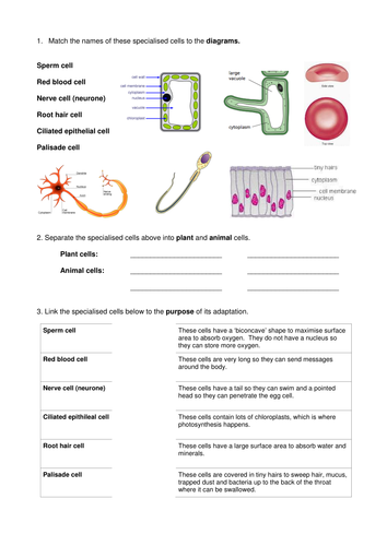 Specialised cells worksheet