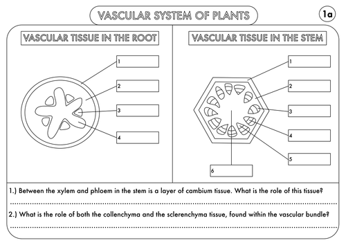 A Level Biology: Transport in Plants (xylem and phloem) by ... eye diagram label the 4th grade worksheets printable 