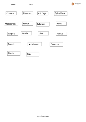 Joints and Skelital System (Bi.20.)