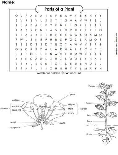 of parts k pre flower a Teaching Search Plant ScienceSpot Word  Parts by