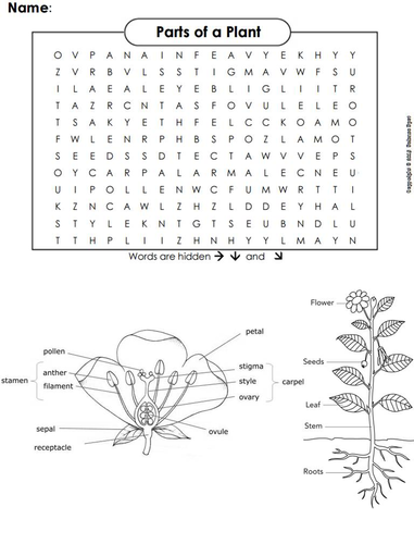 Plant Parts Word Search