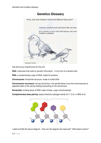 Genetics and mutation glossary