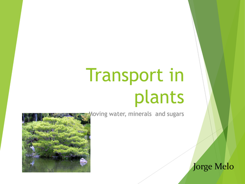 Transport in Plants AS Level Biology