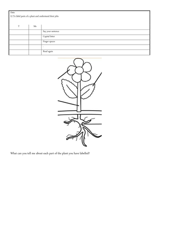Year 1 Plants Science topic planning and activity