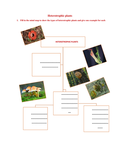 Heterotrophic plants