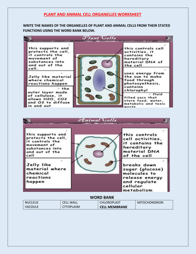 PLANT AND ANIMAL CELL WORKSHEET WITH ANSWERS