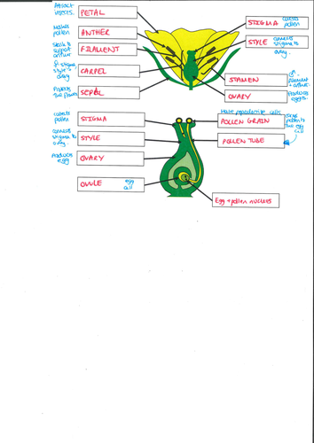 Diagram of the Parts of a Flower