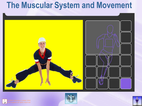 Muscular System and Movements