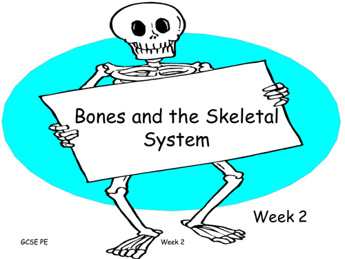 Skeletal System and Bones GCSE PE