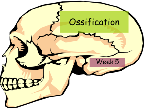 Ossification