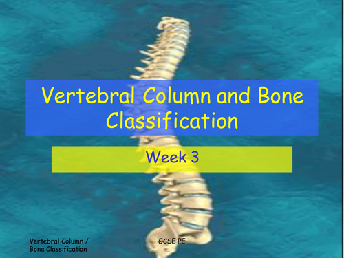 Vertebral Column GCSE PE