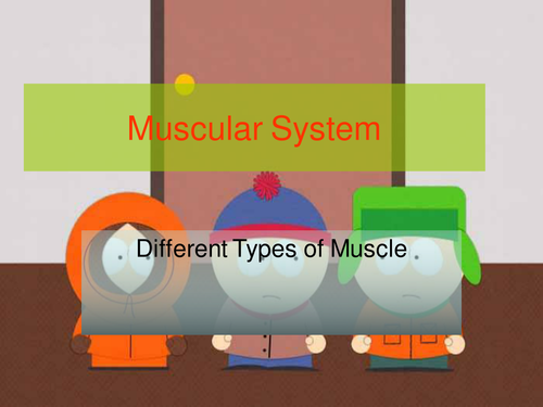 Muscles of the Body Southpark