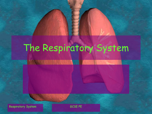 The Respiratory System