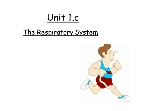 Respiratory System