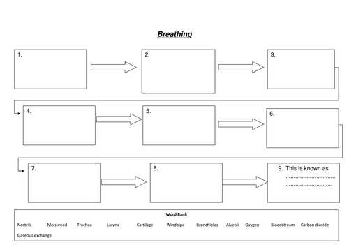 VCERT - Body Systems - Respiratory System