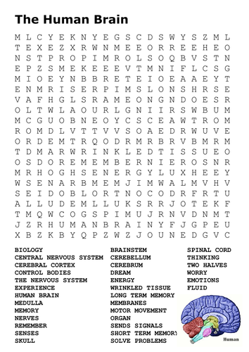 Do Word Searches Help The Brain